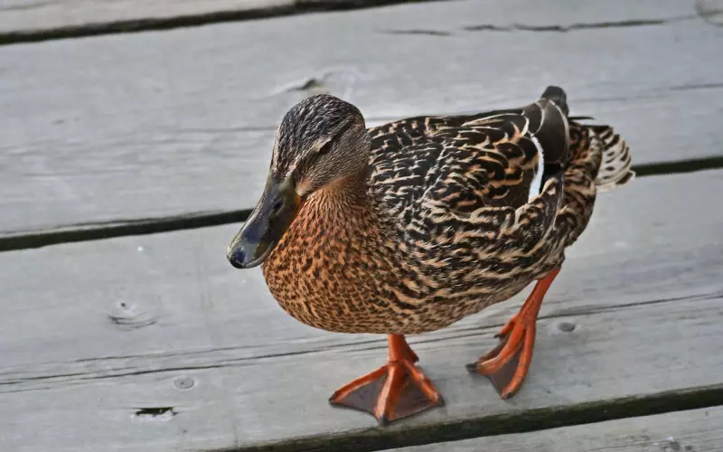 挽回爱情，不要急于求成，要稳中求胜