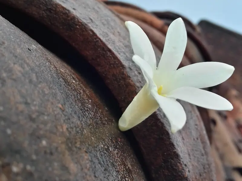 挽回爱情,你要真的会改,再原谅你一次何须要一提再提！