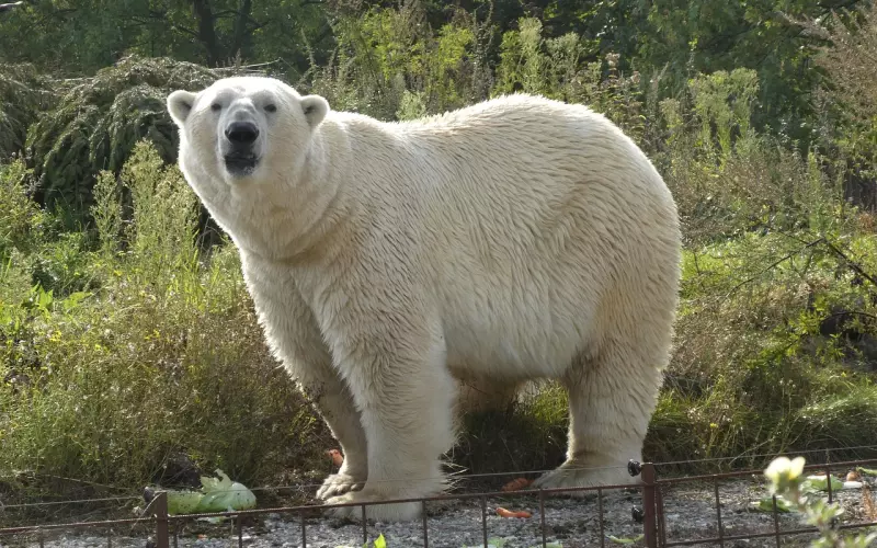 看看谁在暗恋你，只需在微信搜索三个字就有结果