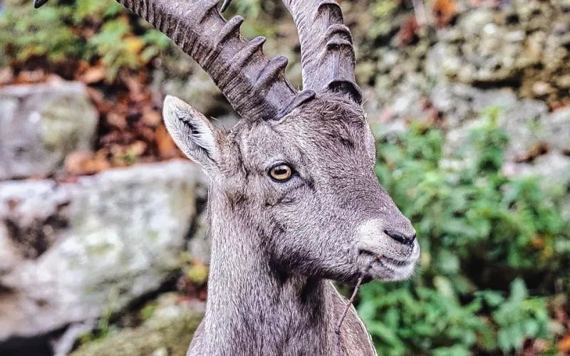 挽回摩羯座男友，只有聪明的女人才懂的挽回男友的绝招