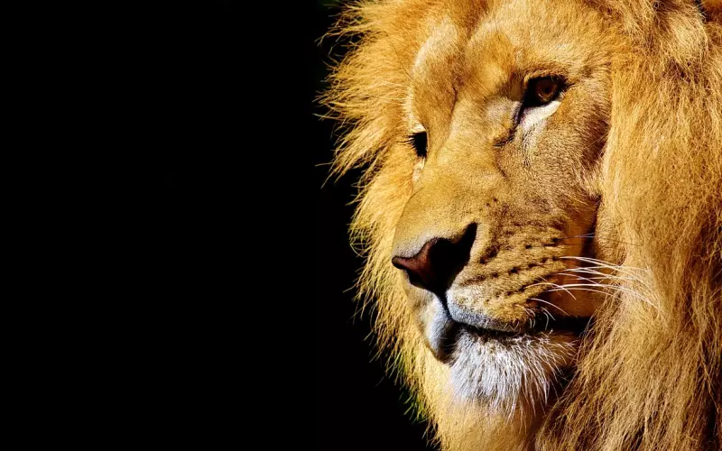 挽回狮子男：挽回狮子男不套路，已成功挽回万头狮子王