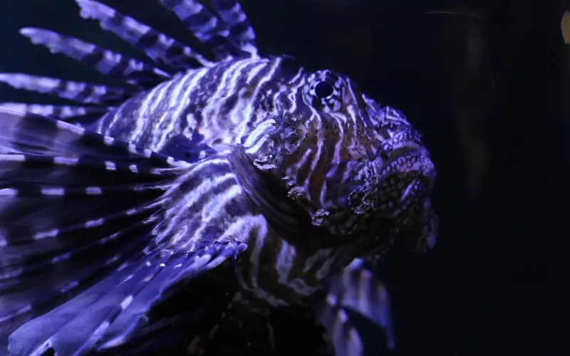 挽回双鱼座男友：挽回双鱼男做到这几点，你就成功了80%