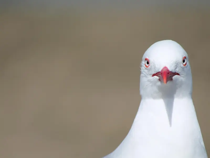 挽回女友：脾气暴躁，不懂得关心她，现在她要分手