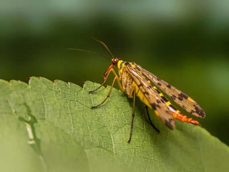 挽回男朋友：高效挽回天蝎座绝招，让你的高冷蝎子主动回头只需这样做