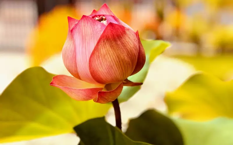 挽回男友需要静待时机主动进攻