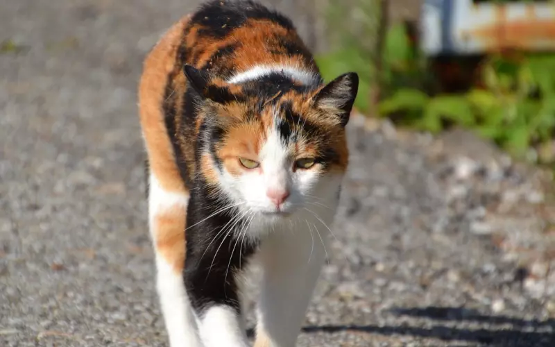 挽回男友：利用对方的三种心态