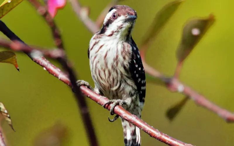 挽回前任需要有辨识心，这几点在他身上还有，说明他还爱着你