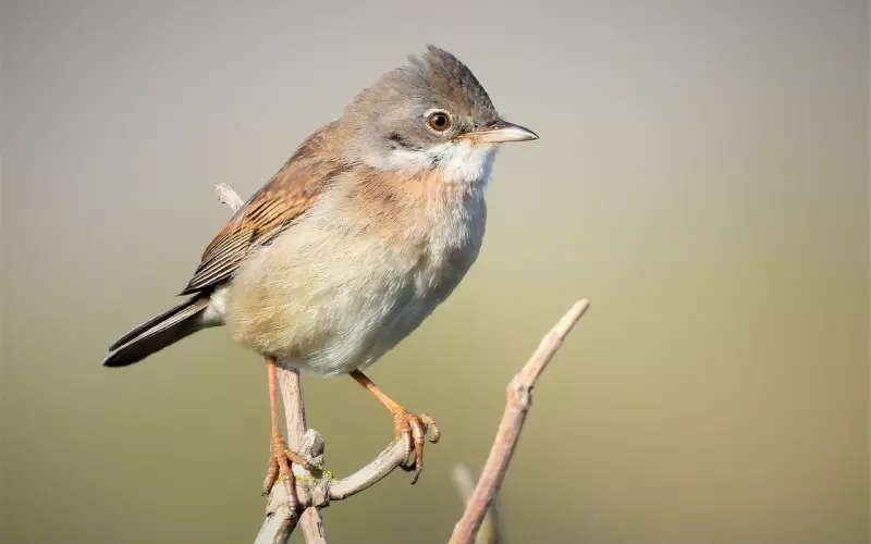 挽回女友：没有共同话题，生活过于平淡的我们，应该要怎样