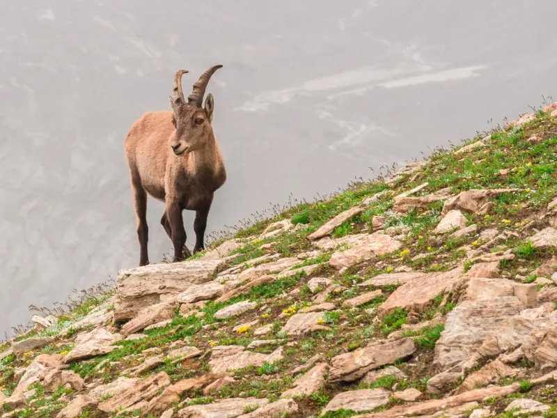 挽回摩羯座男友的绝招：学会这三招，挽回摩羯座男友很简单