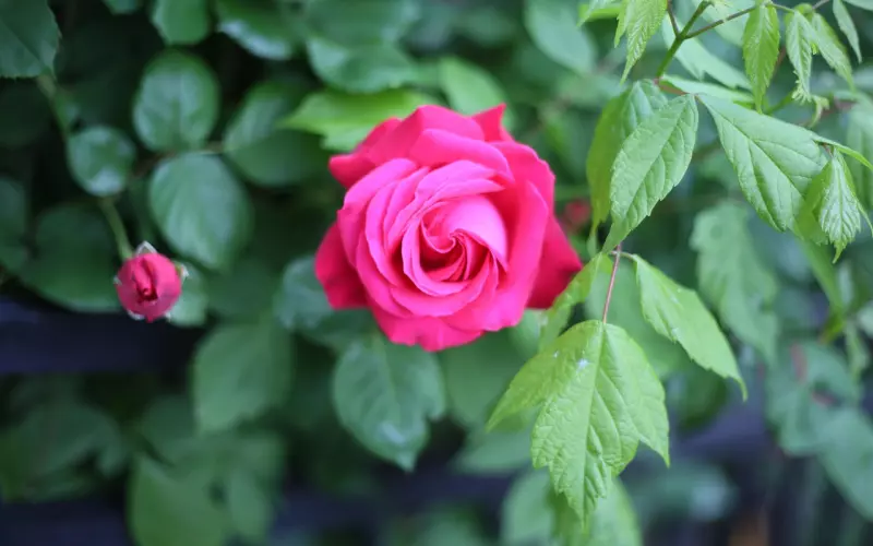 仓央嘉措：经典爱情句子（太唯美，一定打开看看）