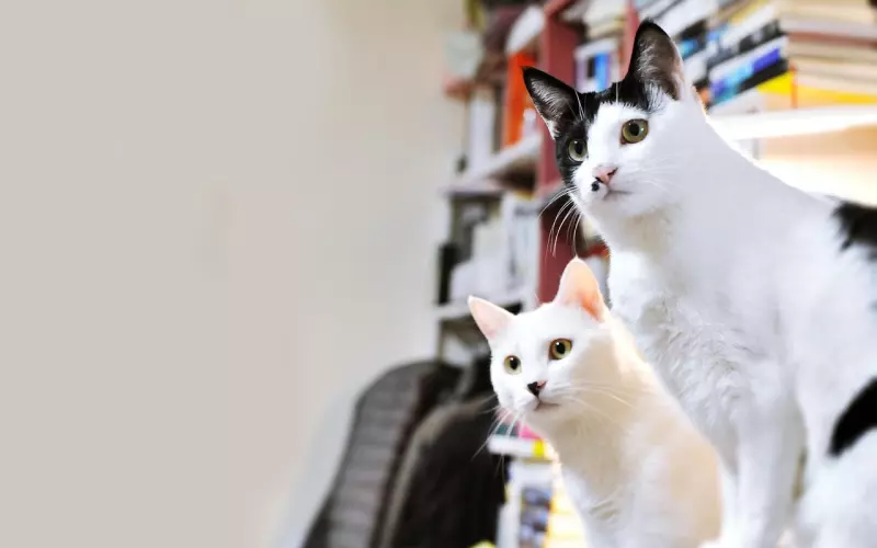 两个核心技巧快速提高你和女生的关系