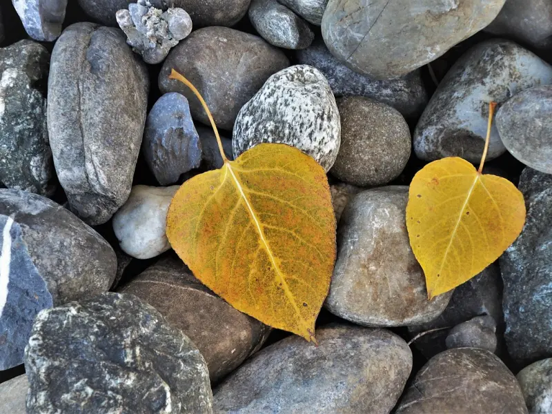 两个有家庭的人相爱了，明知不可以却放不下，心好痛