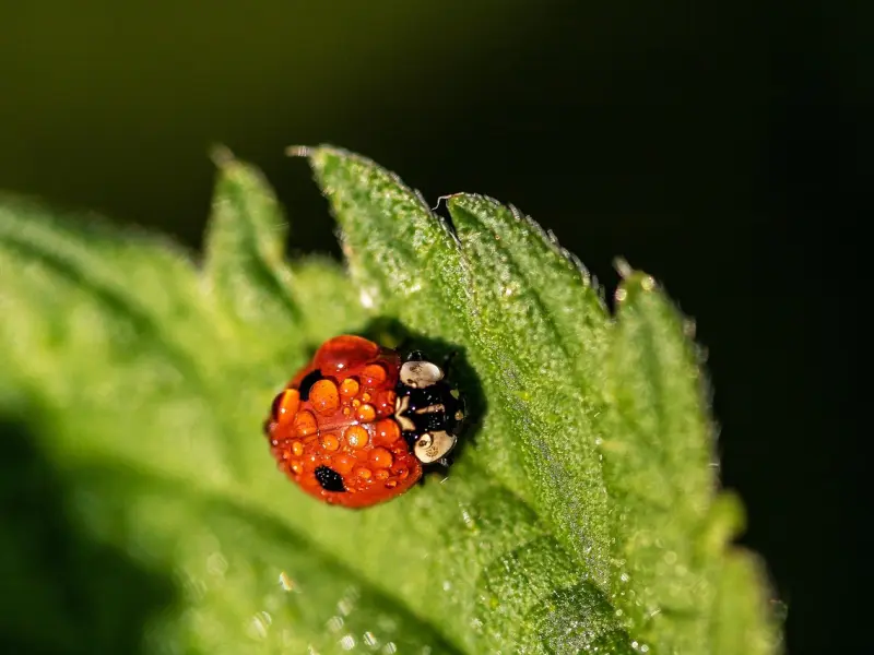 ​明白这两点，不论多固执的人都可以挽回成功