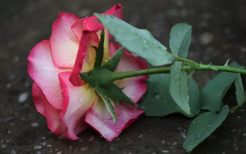 绝地挽回，让你的爱不在失去（下）