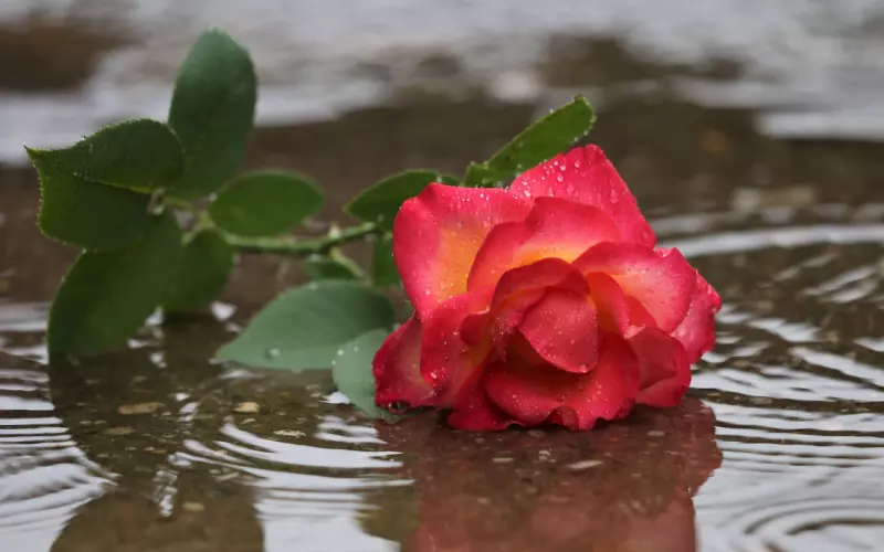 绝地挽回，让你的爱不在失去