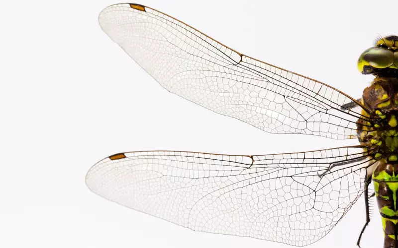 2019 微信头像用对了, 运气差不了!