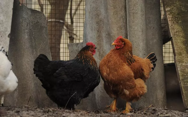 和女生聊天用这3个套路，轻松聊出个女朋友！