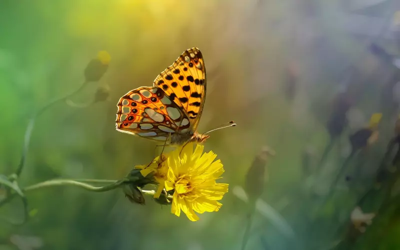 拿这些“套路”对你的女人，你就是个妥妥的备胎！