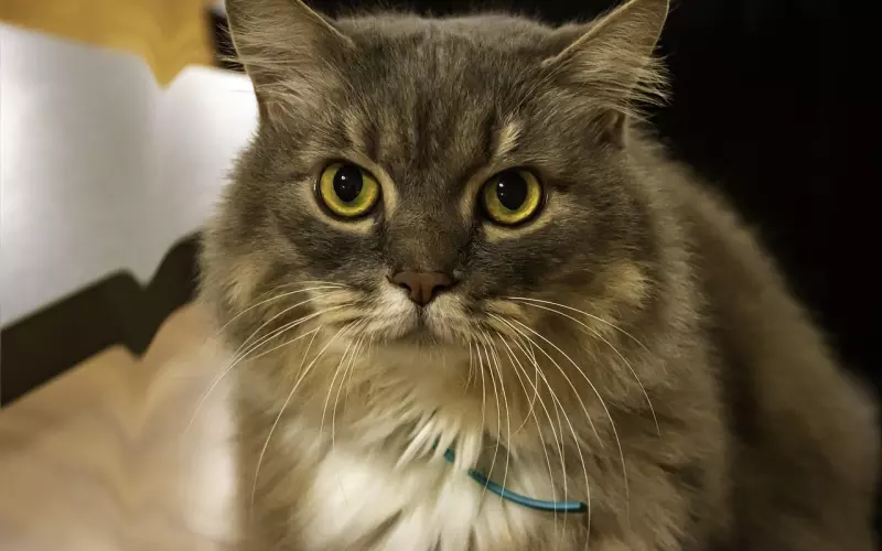 想知道，为什么我会说你的分手有很大几率挽回？