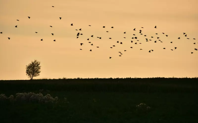 免费看大片：罗曼蒂克消亡史