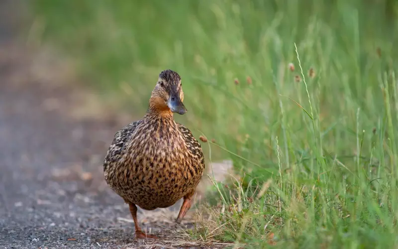 挽回男友的方法：挽回男友切忌不断骚扰