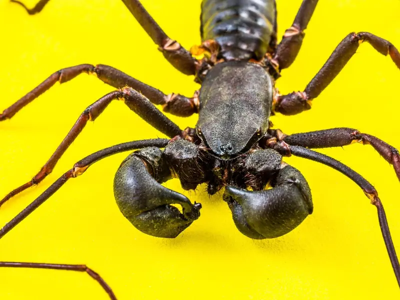 挽回老公方法之怎么挽回天蝎座老公