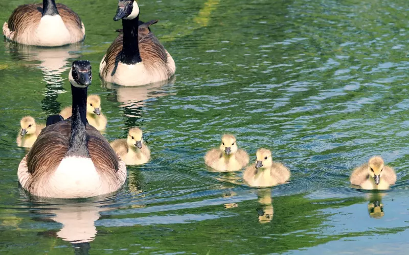 我们都有家庭，但彼此深爱该如何抉择