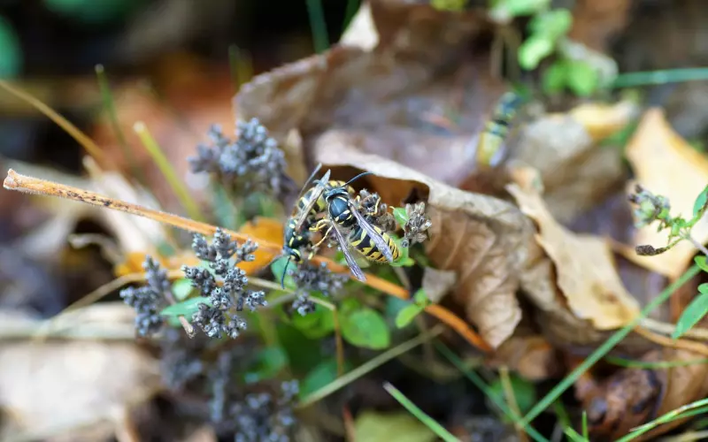 异地恋三年了，最近女友一直说很累，闹分手该怎么挽回