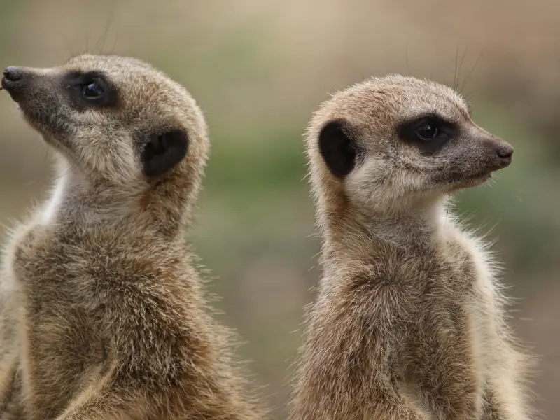 男人真正的不爱，不是删除联系方式，而是“这样”