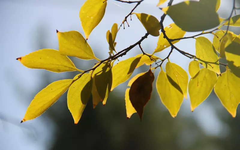 男人惯用谎言有哪些？