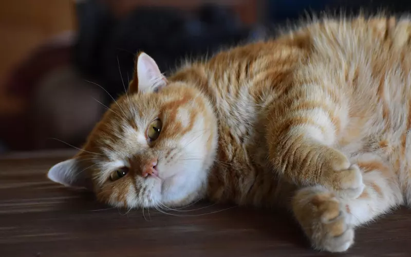 男人惯用谎言有哪些？