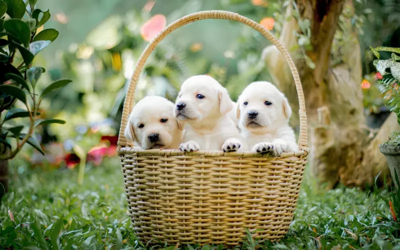 分手后做朋友复合几率有多大