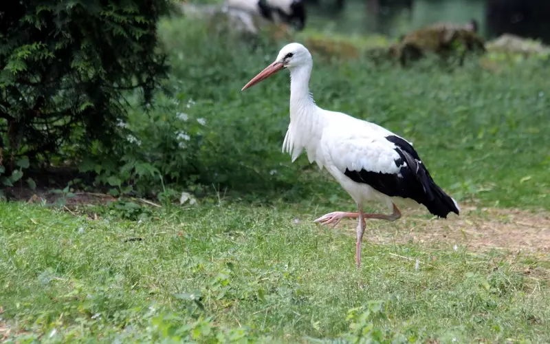 成功挽回前男友的正确步骤是什么