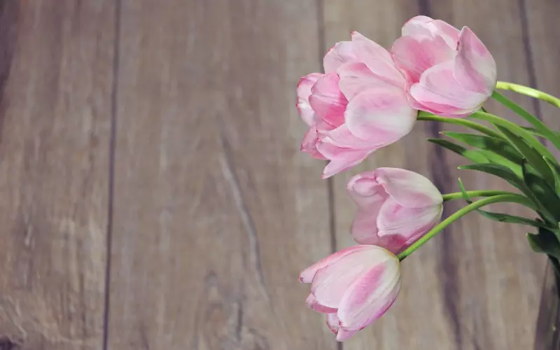 挽回女友送什么花最合适？打动女生的五种爱情花