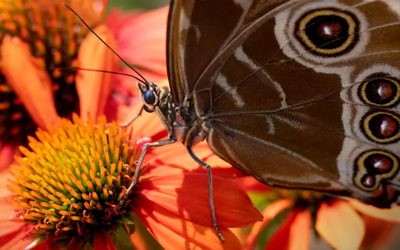 情感中心的人有哪些性格形态？