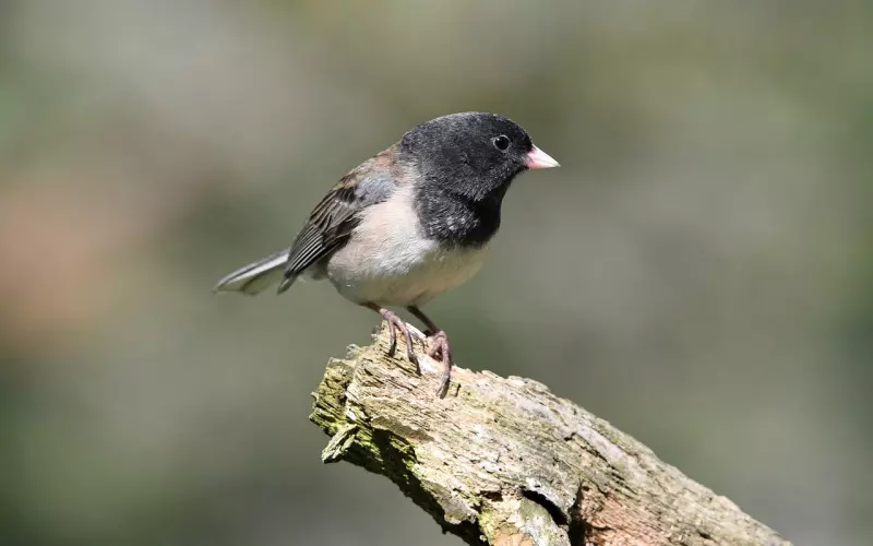 分手后，能够挽回女友的歌都有哪些？