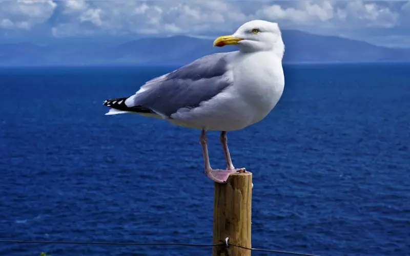 出轨又回头的女人心里是怎么想的(出轨女人回头后怎么处理好)