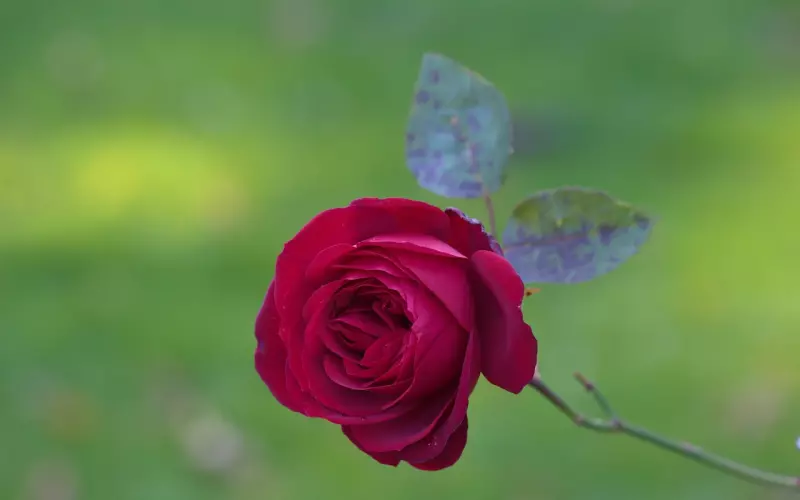 男人不回微信代表什么