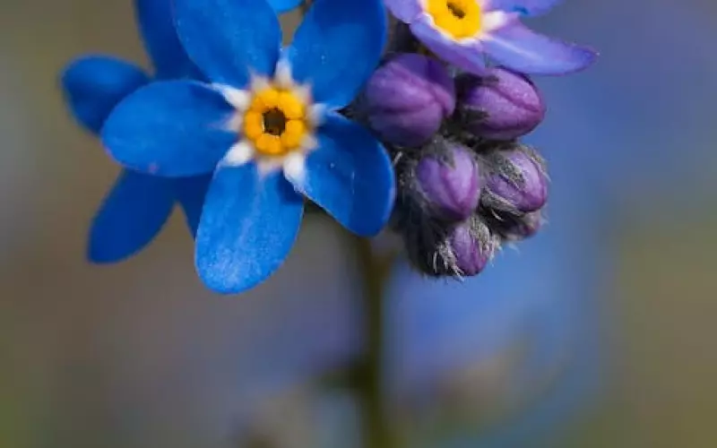 前男友突然联系我代表什么？是不是想复合？