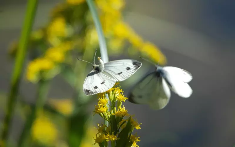 “男不娶五，女不嫁六”是什么意思？老祖宗为何如此讲究？