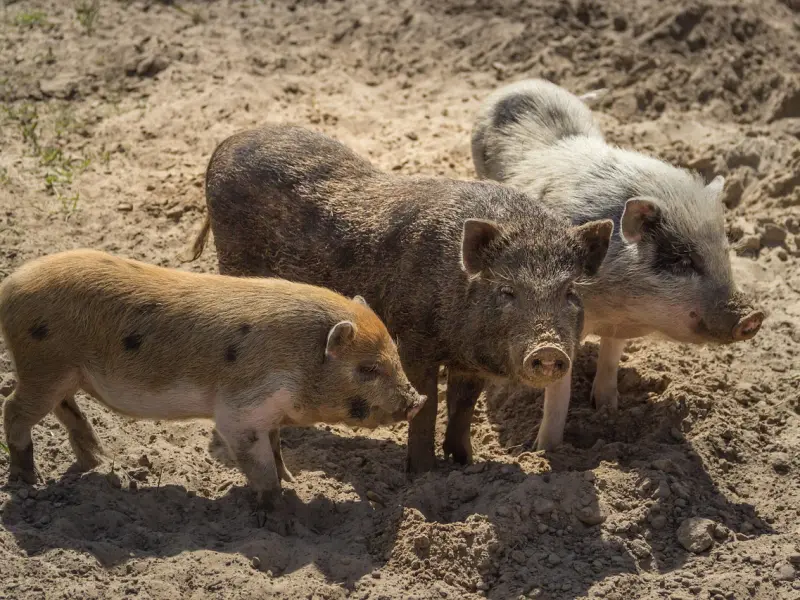 小三什么意思，男人钟情于小三的五大原因
