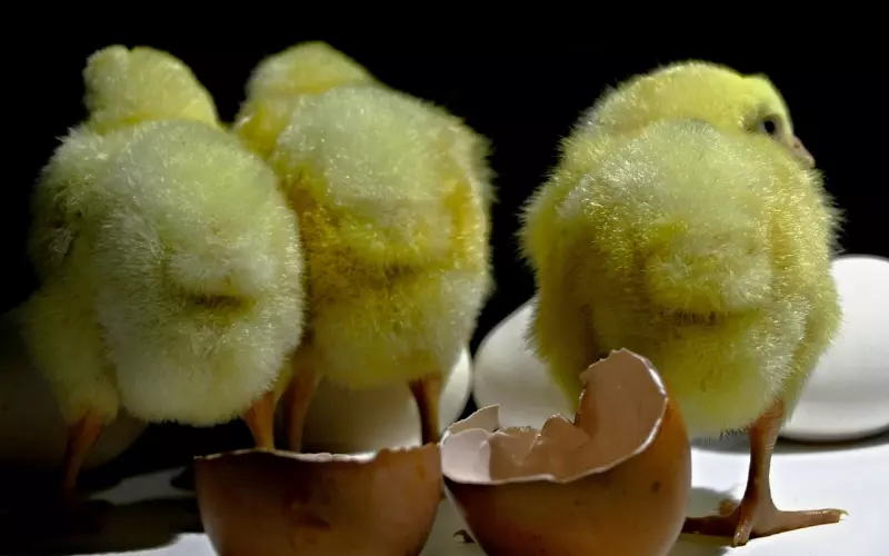 小三的出现意味着什么？