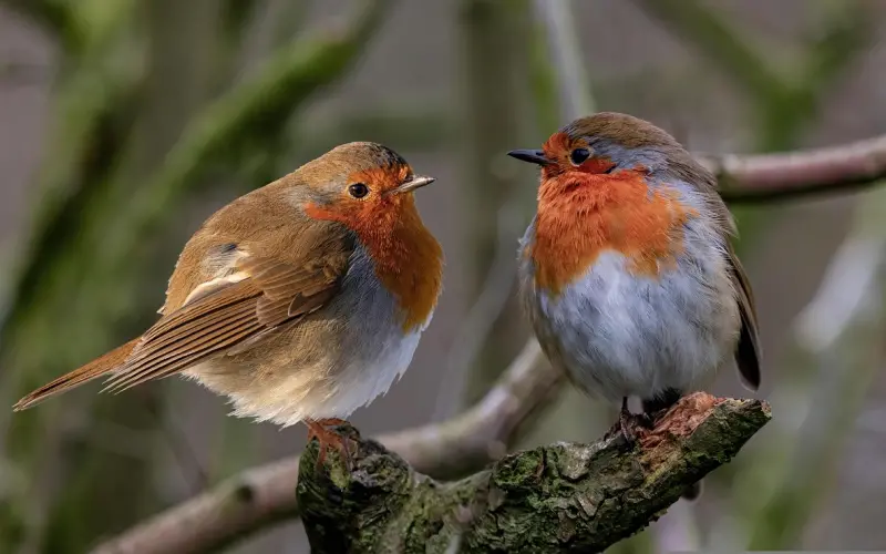 爱情中的吸引力到底是什么？