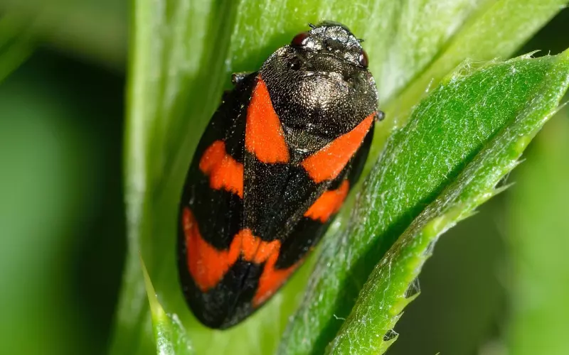 挽回中哪些人性的弱点可以利用？