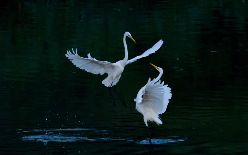 【一见钟情和普通爱情有何区别】