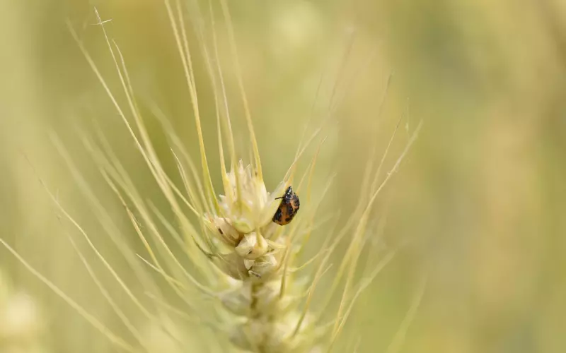 什么是情降系列（三十八）