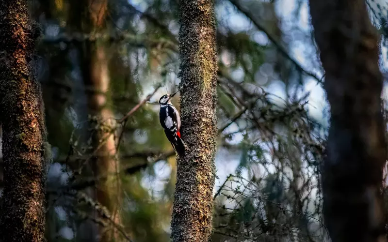 表白主要靠什么