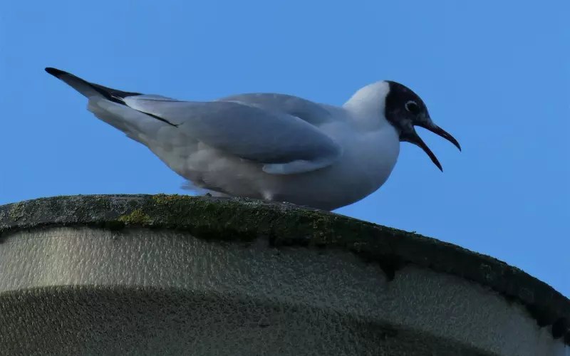 分手后拉黑对方到底是什么心态？