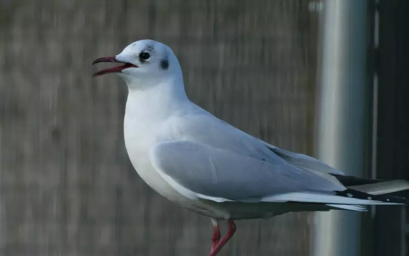 情侣分手后拉黑对方是什么心态