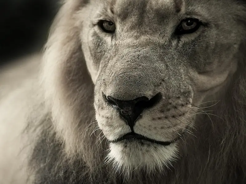 挽回死心的男友之挽回狮子男哪招最管用